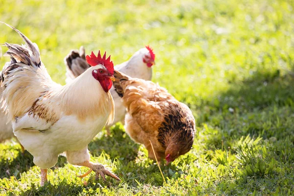 Rooster Hen Village Rooster Live Yard Poultry Roosters Grass Field — Stock Photo, Image