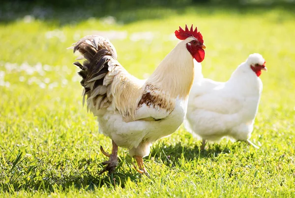 酉と村の鶏 ルースター ライブ ヤード家禽鶏草フィールド — ストック写真