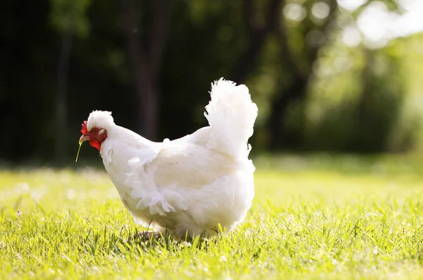 在茂密的绿草上 近距离观察一只健康的自由放养的小鸡 — 图库照片