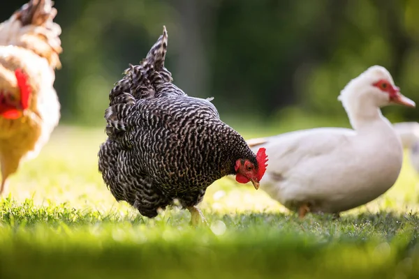 Nahaufnahme Eines Gesund Aussehenden Freilandhühnchens Auf Sattgrünem Gras — Stockfoto