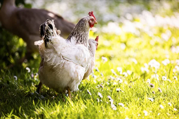 Закрыть Изображение Здорового Цыпленка Свободного Выгула Пышной Зеленой Траве — стоковое фото