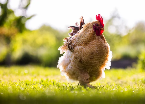 在茂密的绿草上 近距离观察一只健康的自由放养的小鸡 — 图库照片