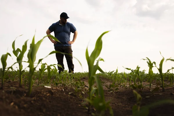 Farmář Kukuřičných Polích Růst Venkovní — Stock fotografie