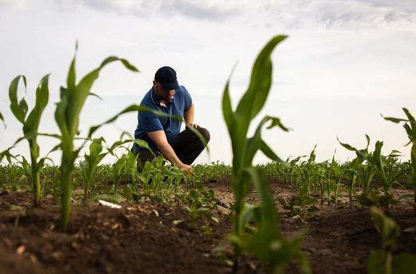 Landwirt Auf Maisfeldern Wachstum Freien — Stockfoto