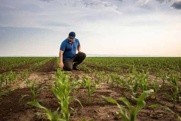 Kukoricaföldeken Gazdálkodó Növekedés Kültéri — Stock Fotó