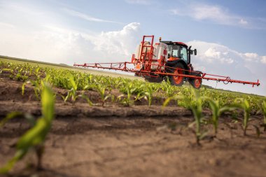 Tractor spraying pesticides on corn field  with sprayer at spring clipart