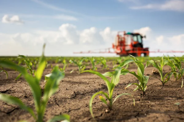 Traktor Rozprašuje Pesticidy Kukuřičném Poli Postřikovačem Jaře — Stock fotografie