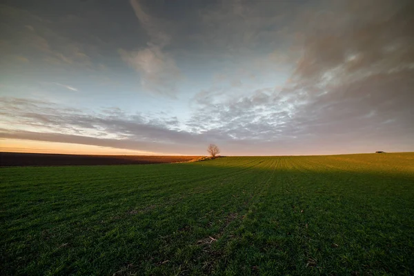 Schöne Morgenlandschaft Mit Sonnenaufgang Über Jungen Grünen Getreidefeldern — Stockfoto