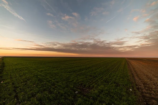 若い緑の穀物畑の上の日の出の美しい朝の風景 — ストック写真