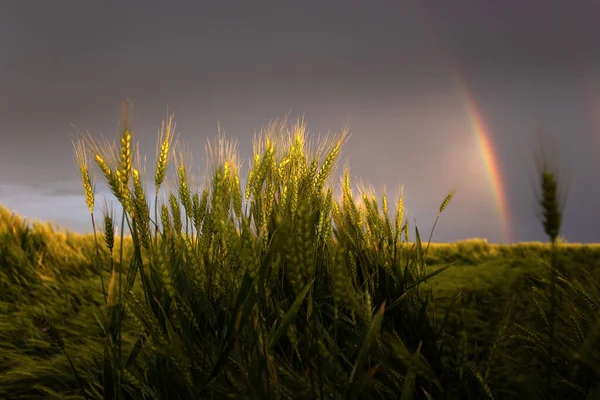 Радуга Светит Облаков Темном Фоне Пшеничном Поле — стоковое фото
