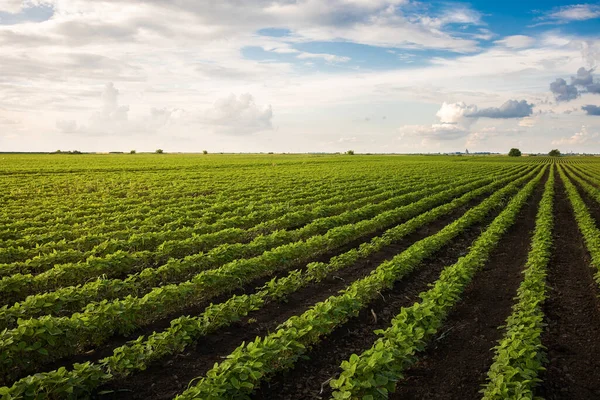 Reifung Der Sojabohnen Der Frühjahrssaison Agrarlandschaft — Stockfoto