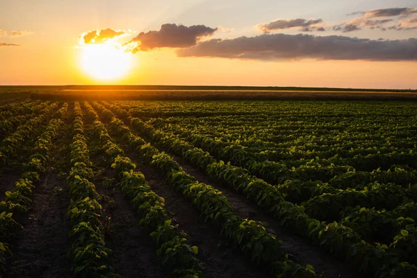 Sonnenuntergang Über Wachsenden Sojabohnenpflanzen Auf Dem Ranch Feld — Stockfoto