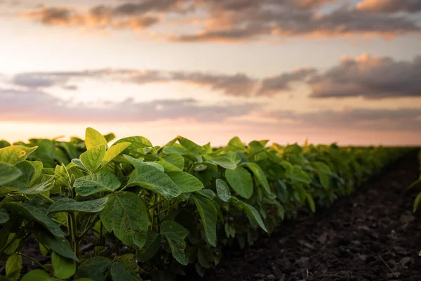 牧場で成長している大豆植物の日没 — ストック写真