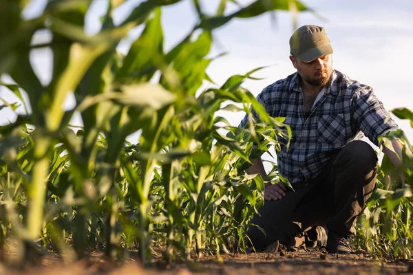 Фермер Полях Кукурудзи Зростання Відкритому Повітрі — стокове фото