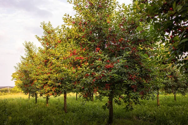 夏天在果园收获的时候 树上的酸樱桃用叶子粘在树枝上 — 图库照片