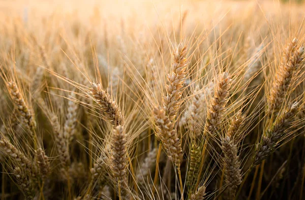 Спелые Колосья Пшеницы Поле Время Сбора Урожая Сельское Хозяйство — стоковое фото