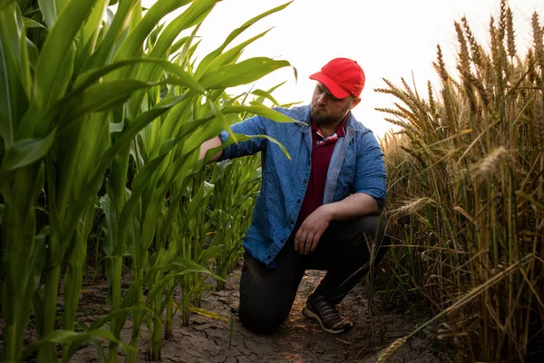 Farmář Kukuřičných Polích Růst Venkovní — Stock fotografie