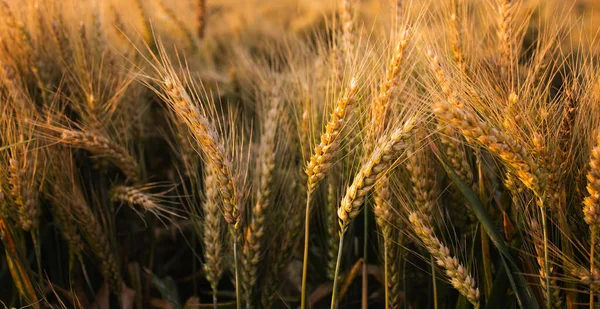 Молодое Пшеничное Поле Весной Рассады Растущие Почве — стоковое фото