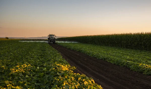 Traktorsprøyting Pesticider Vegetabilsk Mark Med Sprøytevæske Våren – stockfoto