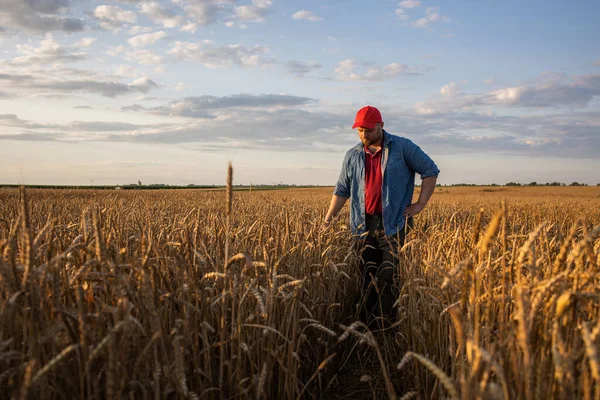 Farmer Wheat Fields Growth Outdoor — Stock Photo, Image