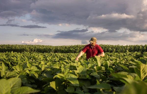 Agricultor Campos Soja Crecimiento Aire Libre — Foto de Stock