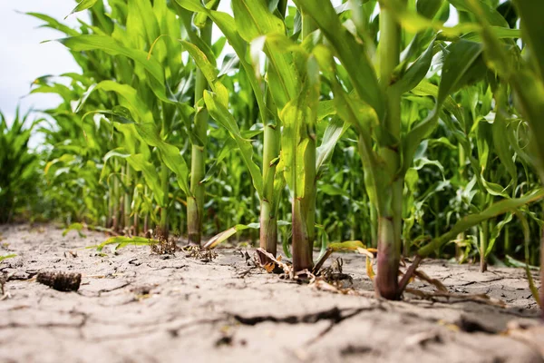 Dehydratovaná Zemina Nebo Zemědělská Půda Kukuřicí Bojující Život Suché Popraskané — Stock fotografie