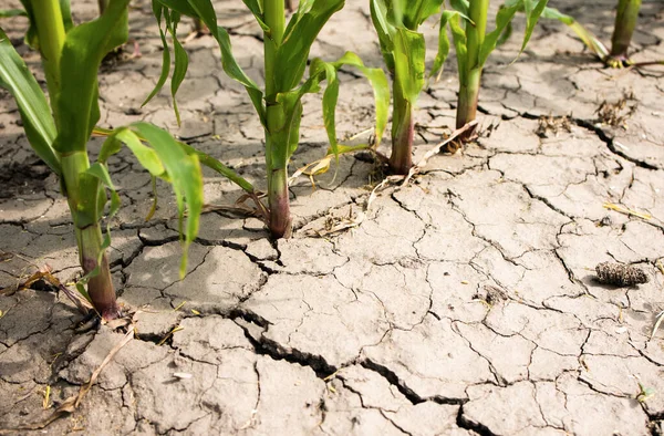 Trockengetrocknete Erde Oder Ackerland Mit Maispflanzen Die Trockener Rissiger Erde Stockfoto