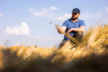 Çiftçi altın bir buğday tarlasında mahsulüne dokunur..