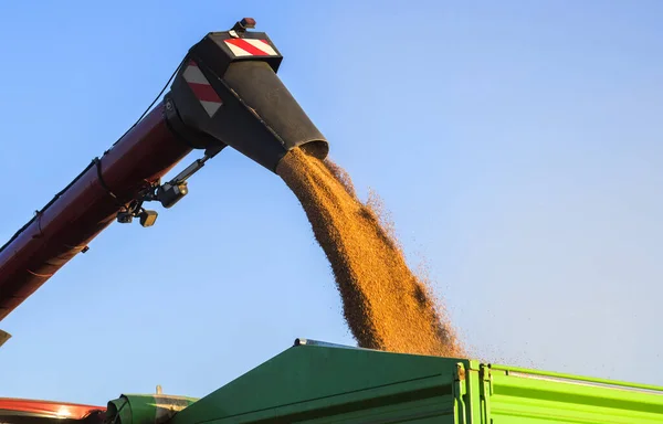 Mähdrescher Bringt Weizen Nach Der Ernte Einen Anhänger — Stockfoto