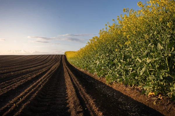 夕日の黄色の菜の花畑 日光は黄色のカノーラを照らす 農業分野 田園風景 — ストック写真