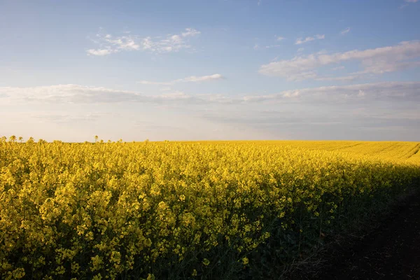 Yellow Rapeseed Field Sunset Sunlight Illuminates Yellow Canola Agricultural Field — Stock Photo, Image