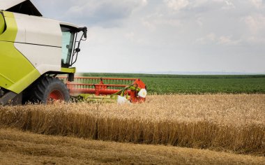 Buğday tarlasında çalışan bir biçerdöver.