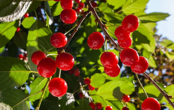 벚나무에 신맛나는 열매를 클로즈업 — 스톡 사진