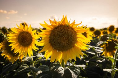 Gün batımında ayçiçeği tarlası. Güzel doğa manzarası. 