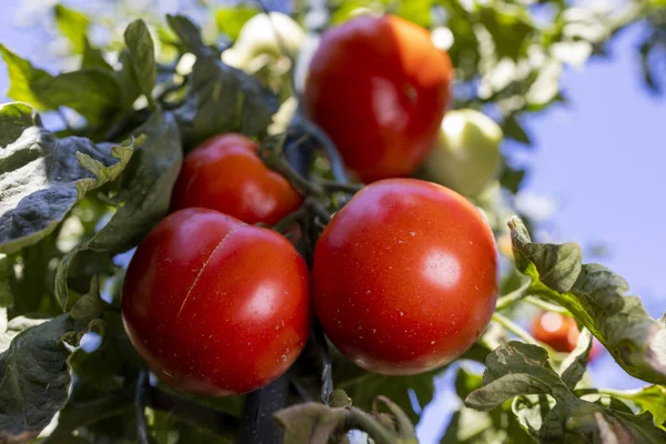 Tomatfrukt Växten Behållarens Trädgård — Stockfoto