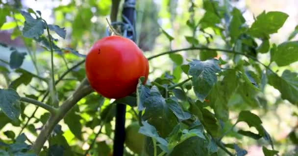 Dojrzałe Pomidory Ogrodzie Zbliżenia Szerokiego Ujęcia — Wideo stockowe