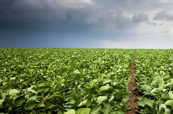 Image Rain Laden Clouds Arriving Large Soy Plantation Stock Picture