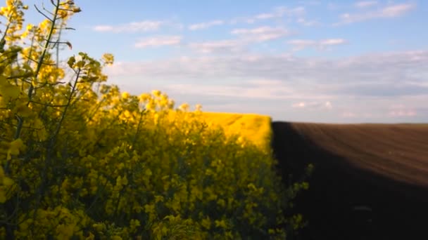 Gele Koolzaadveld Bij Zonsondergang Zonlicht Verlicht Gele Canola Landbouwgebied Landelijk Videoclip