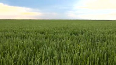 Rüzgarda uçuşan yeşil buğday. Rüzgarda savrulan buğday tüm tarladan yakın çekime geçiyor.