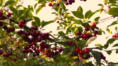 Gün batımında olgun kirazlar ağaçta