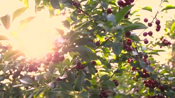 Videó Érett Cseresznyéről Egy Ágon Naplementekor Nap Áttör Fák Tetején Stock Felvétel