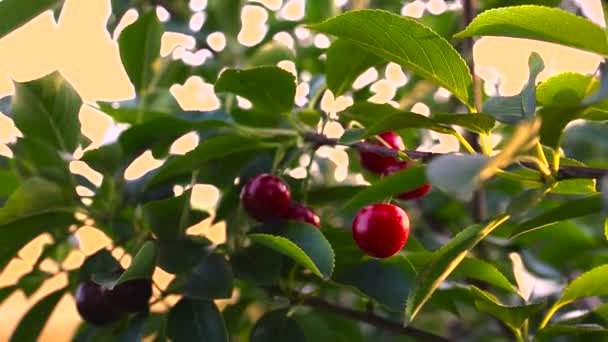 Primer Plano Las Cerezas Maduras Árbol Durante Puesta Del Sol — Vídeo de stock