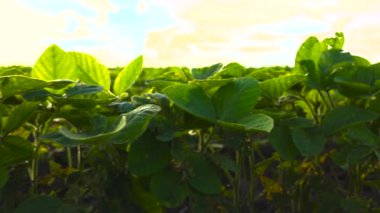 Gün batımında SOY 'ye yaklaş. GÜNEŞ SOYUNDA KARŞIYOR