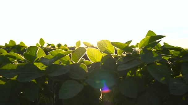 Close Soy Sunset Sun Breaks Soy Leaves — Stock Video