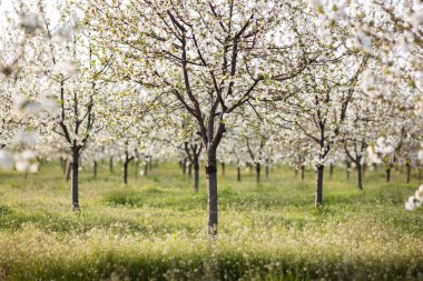 Baharda yeşil bir çimenlikte çiçek açan güzel meyve ağaçları.. 