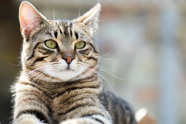 Katzenporträt Mit Grauem Hintergrund Und Grünen Augen Freien lizenzfreie Stockbilder