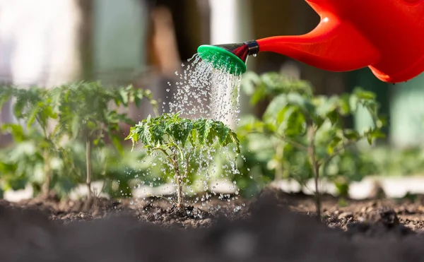 Concepto Jardinería Riego Planta Tomate Plántulas Jardín Invernadero Con Regadera —  Fotos de Stock