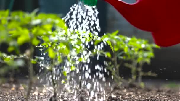 Tuinieren Concept Watering Zaailing Tomaat Plant Kas Tuin Met Rode Stockvideo