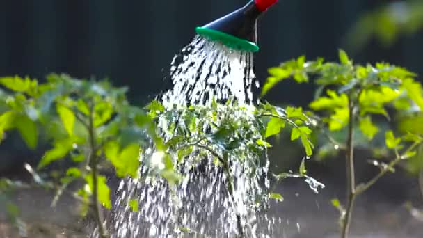Tuinieren Concept Watering Zaailing Tomaat Plant Kas Tuin Met Rode Rechtenvrije Stockvideo