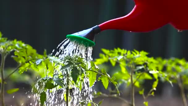 Concepto Jardinería Riego Planta Tomate Plántulas Jardín Invernadero Con Regadera Clip De Vídeo